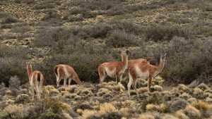 Preocupación en Patagonia por el aumento de guanacos: productores denuncian una pérdida del 30% de ovejas