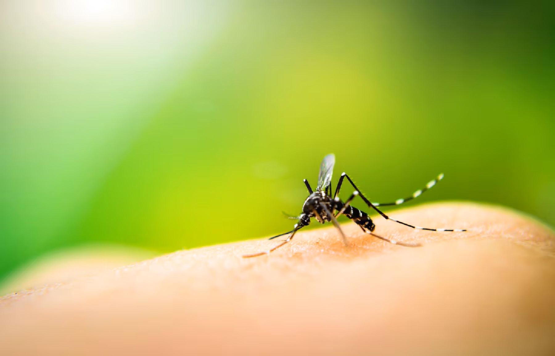 Una de las infecciones actuales que tienen en vilo a gran parte del país. El dengue. 