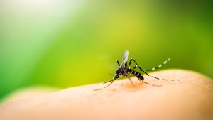 Cómo evitar que la casa se llene de mosquitos con solo 3 ingredientes