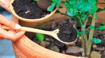 Imagen de Cómo hacer florecer las plantas con café