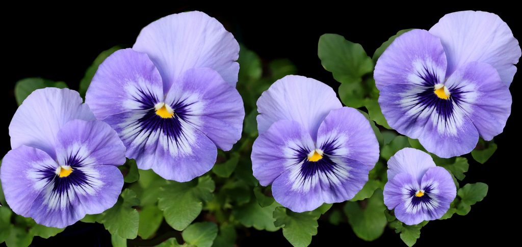 La primavera es una explosión de colores gracias a la llegada de la primavera. Foto gentileza. 