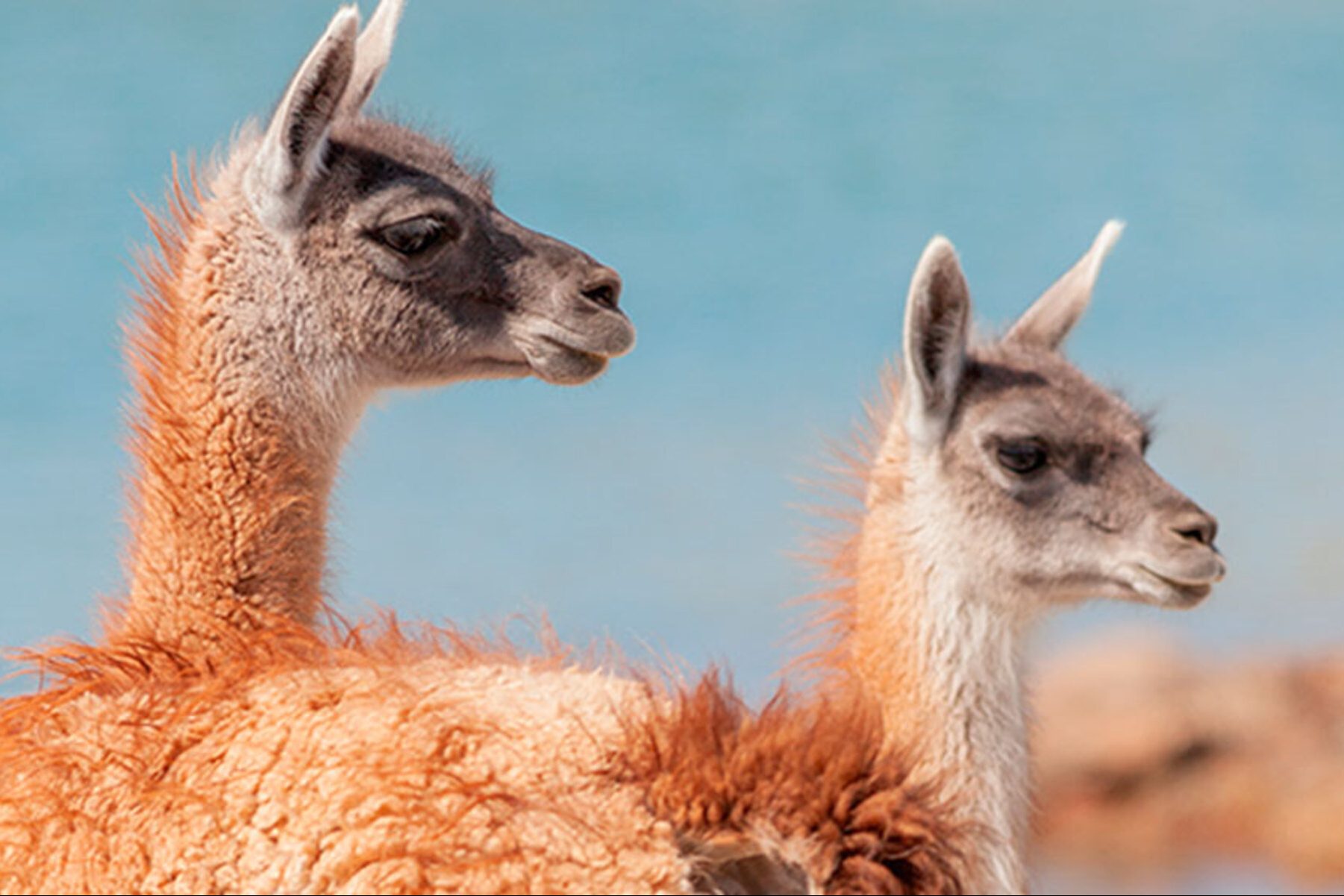 Los guanacos son herbívoros nativos de Sudamérica.