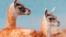 Imagen de Convivencia con los guanacos: ¿la relación armónica es posible? 