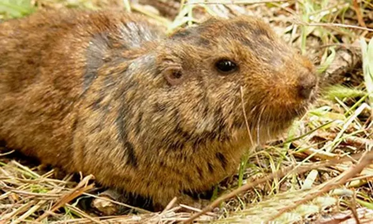 Los científicos estudian la diversidad de especies de los roedores tuco tuco /Crédito APM Neuquén