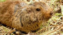 Imagen de No tienen cola larga ni oreja: por qué estudian a los roedores tuco-tucos