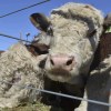 Imagen de El campo y la ciudad se unen en la Expo Rural y Agroindustrial de Choele Choel