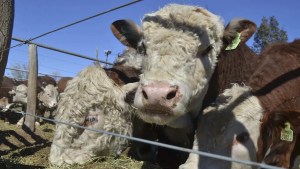 El campo y la ciudad se unen en la Expo Rural y Agroindustrial de Choele Choel