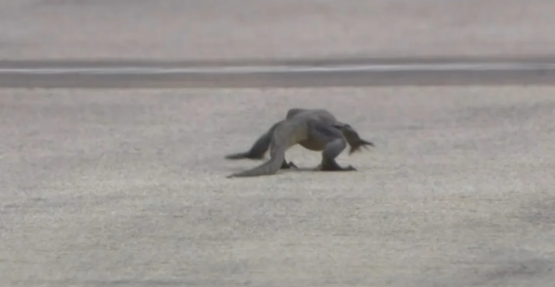 Un insólito momento en las pruebas en el Gran Premio de Singapur de Fórmula 1. Foto: Captura video.