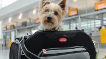 Imagen de Qué necesitas para viajar con tus mascotas a Europa desde Argentina