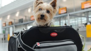 Qué necesitas para viajar con tus mascotas a Europa desde Argentina