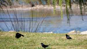 Clima en Neuquén y Río Negro: ¿cómo estará el tiempo este lunes 21 de octubre 2024?