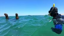 Imagen de Zambullirse en el mar de Las Grutas para nadar con lobitos, una experiencia única