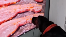 Imagen de ¡Le gusta demasiado el bacon! La reacción viral de un perrito cuando le ponen un vídeo de comida 