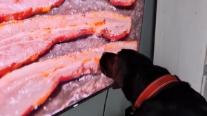 ¡Le gusta demasiado el bacon! La reacción viral de un perrito cuando le ponen un vídeo de comida 