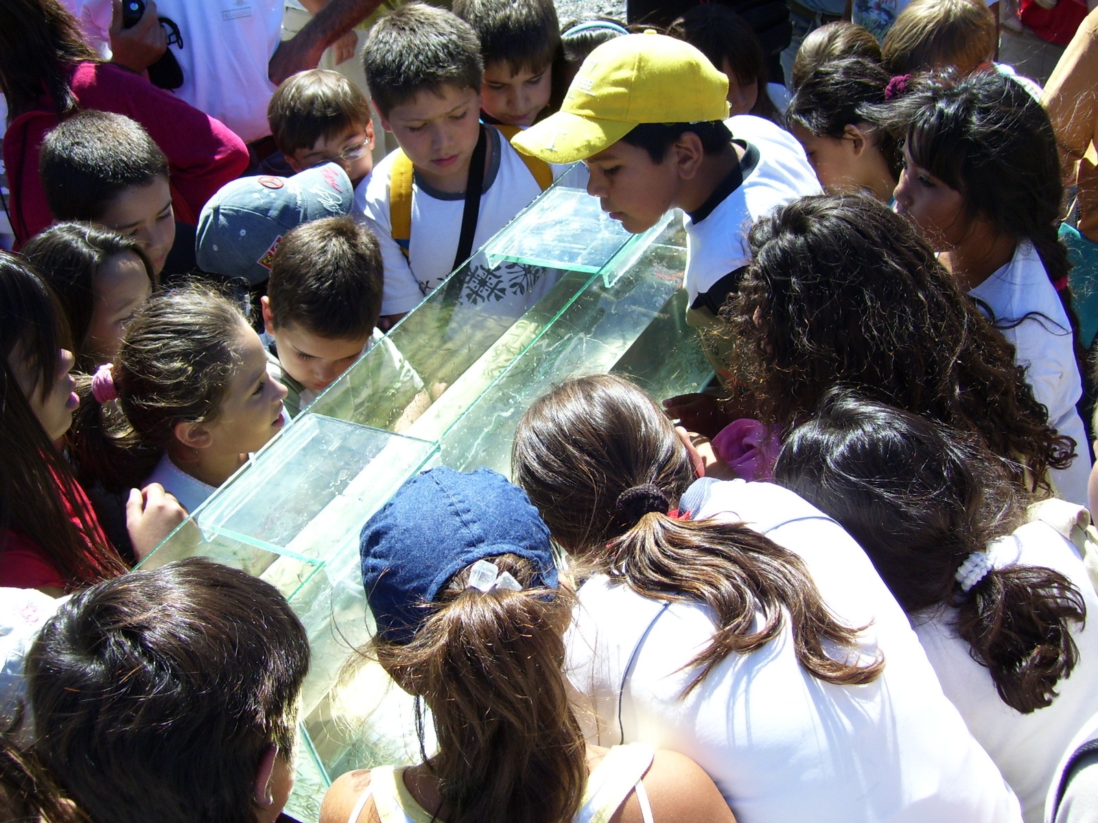 Niños participan en la liberación de peces. Foto: gentileza.