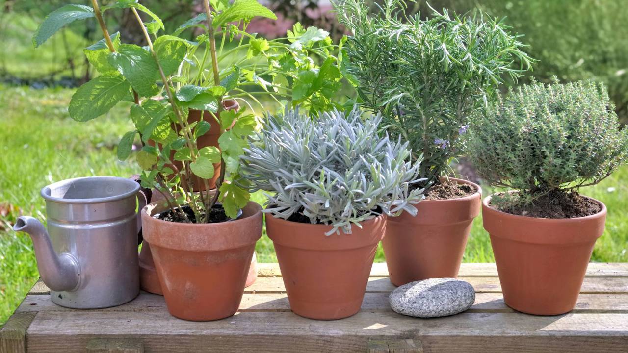 Las plantas aromáticas vienen ganando terreno gracias a sus propiedades medicinales. Foto gentileza. 