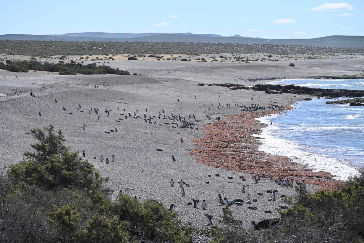 El juicio por la masacre de pingüinos en Punta Tombo despierta interés en todo el mundo. Comenzará en octubre. (Gentileza)