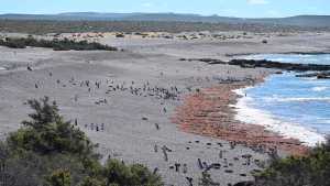 Masacre de pingüinos en Punta Tombo: la fiscal del caso participa de un encuentro nacional en La Angostura