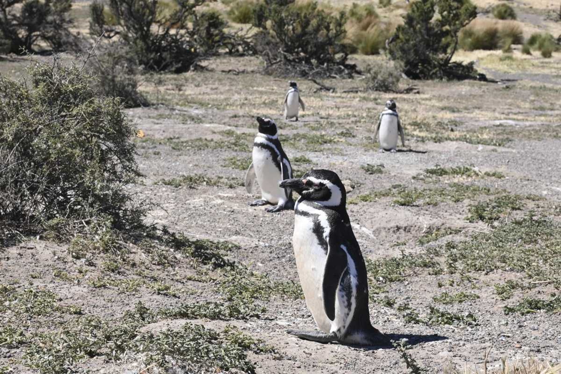 Punta Tombo es la colonia de  pingüino de Magallanes más grande de Sudamérica. (Archivo).