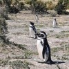 Imagen de Cómo ayudarlos: así son los pingüinos masacrados en Punta Tombo