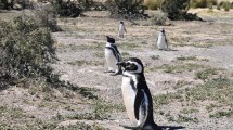 Imagen de Cómo ayudarlos: así son los pingüinos masacrados en Punta Tombo