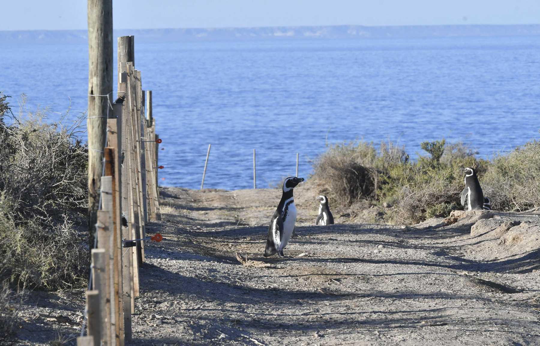 Punta Tombo es la colonia de  Pingüino de Magallanes, más grande de Sudamérica. (Gentileza)