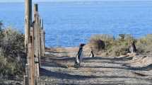 Imagen de Masacre de pingüinos en Punta Tombo: desesperado intento del acusado por evitar el juicio que empieza el lunes