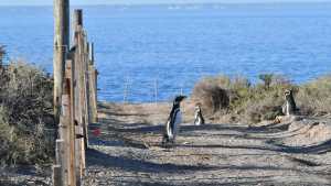 Masacre de pingüinos en Punta Tombo: desesperado intento del acusado por evitar el juicio que empieza el lunes