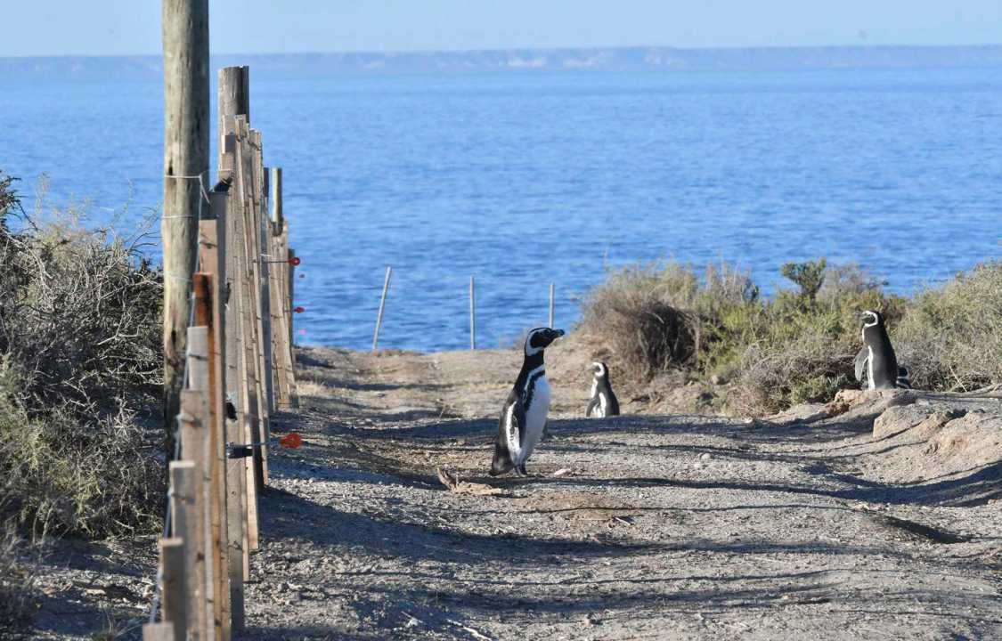 Unveiling the Secrets of Punta Tombo: The National Geographic Satellite and the Penguin Enigma