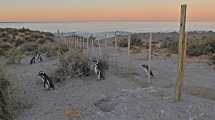 Imagen de Video | Masacre de pingüinos en Punta Tombo: «nunca vi algo así y espero no volver a verlo»