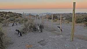 Video | Masacre de pingüinos en Punta Tombo: «nunca vi algo así y espero no volver a verlo»