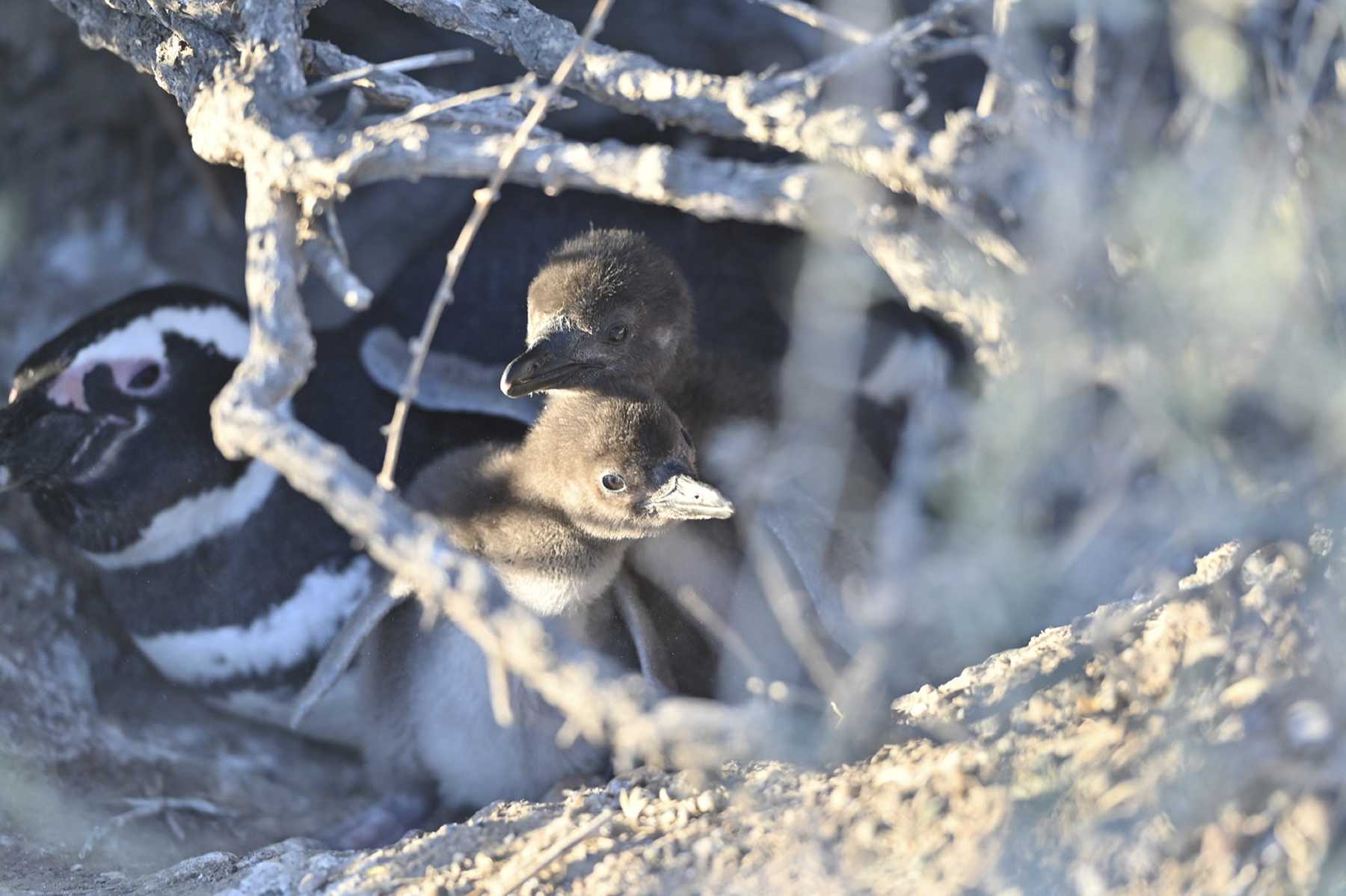 En Punta Tombo, Chubut, está la colonia de pingüinos de Magallanes más grande del continente. La masacre causó conmoción mundial. (Gentileza)