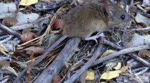 Imagen de En Patagonia, se encuentra la cepa de hantavirus con mayor tasa de mortalidad 