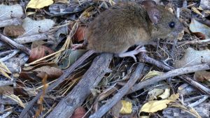 En Patagonia, se encuentra la cepa de hantavirus con mayor tasa de mortalidad 