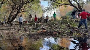 Adiós al sauce exótico del río Chimehuín: fondos millonarios para controlar la especie invasora en Junín de los Andes