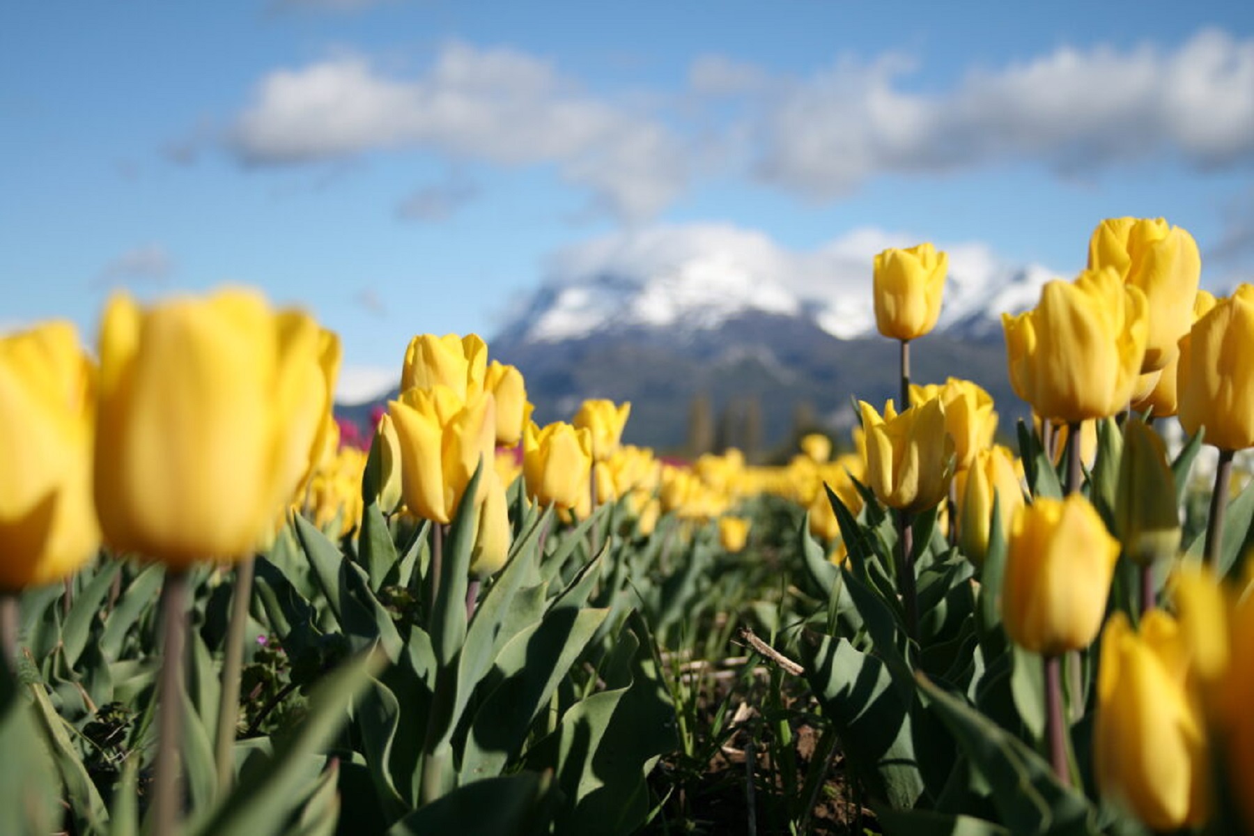 Campo de tulipanes en Trevelin. Foto Turismo Trevelin.  