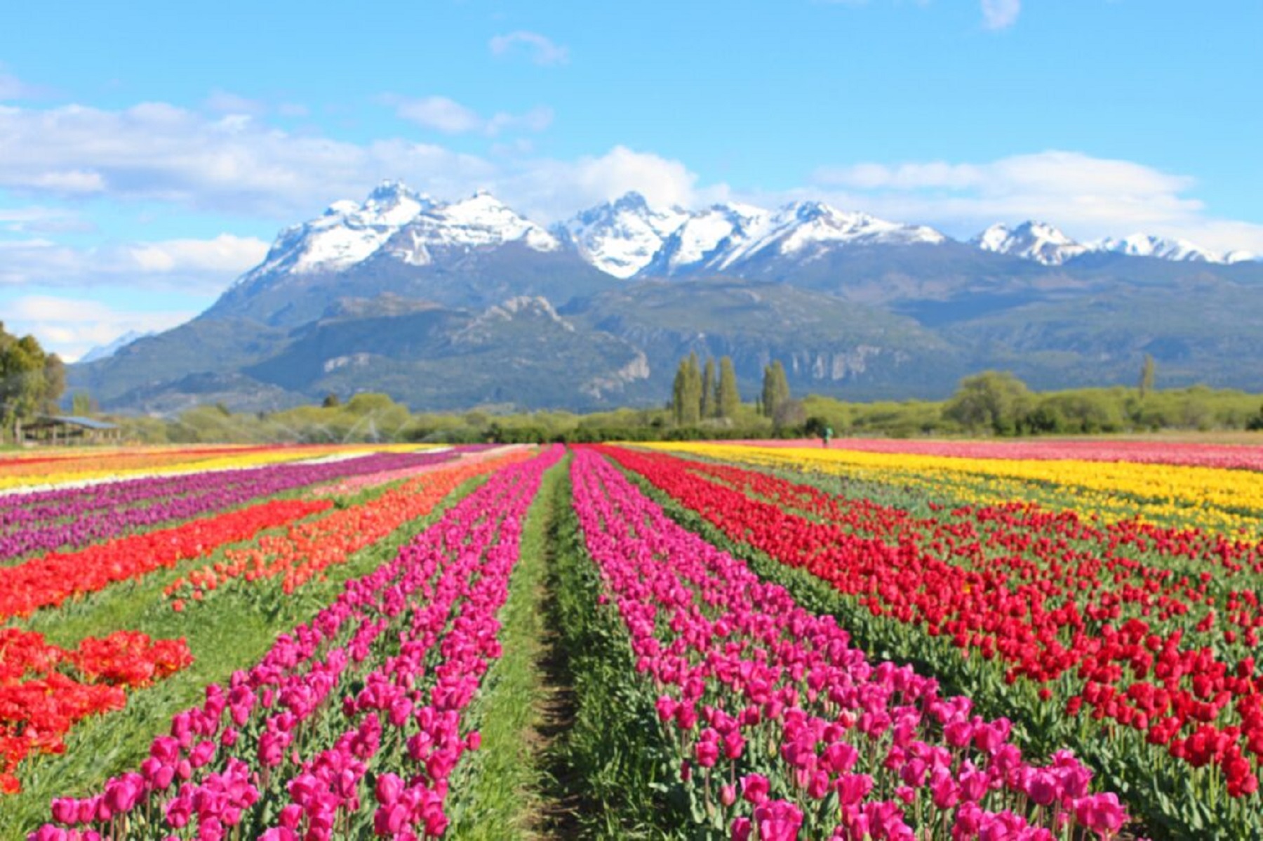 Campo de tulipanes en Trevelin. Foto Turismo Trevelin.  