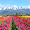 Imagen de Un paisaje único: cuándo visitar la Patagonia para ver el campo de tulipanes de Trevelin