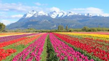 Imagen de Un paisaje único: cuándo visitar la Patagonia para ver el campo de tulipanes de Trevelin