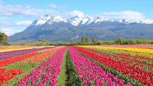 Un paisaje único: cuándo visitar la Patagonia para ver el campo de tulipanes de Trevelin