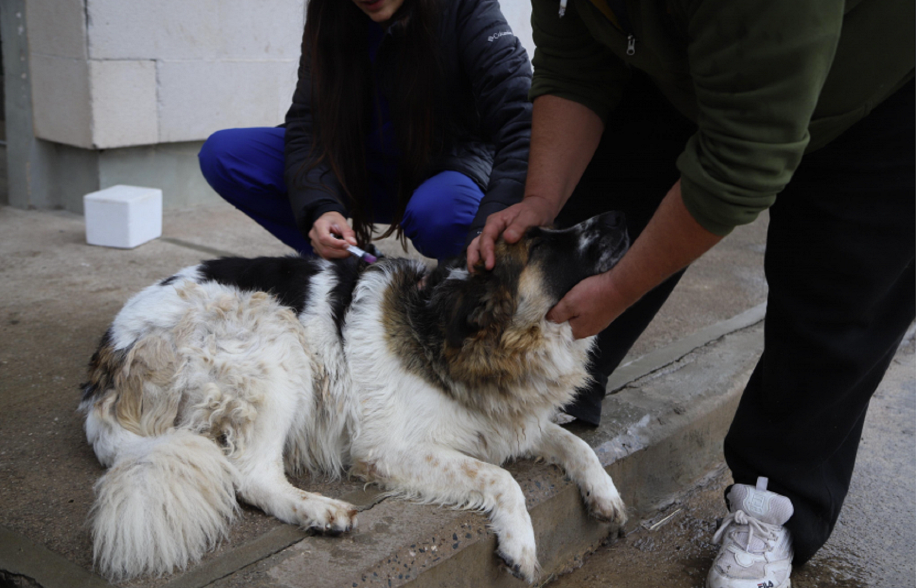 Vacunarán contra la rabia a perros y gatos en Roca. 