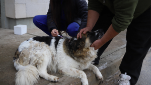 Vacunarán contra la rabia a perros y gatos en Roca: día, horario y requisitos