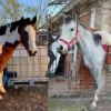 Imagen de El daño de robar caballos: niños con discapacidad sufren lo ocurrido en Fernández Oro