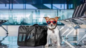 Viajes al exterior: cómo autogestionar un turno online para volar con tu perro o tu gato