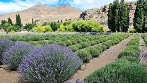 Villa Llanquín: en Lavandas del Limay en una joya de la Patagonia a 30 km de Bariloche