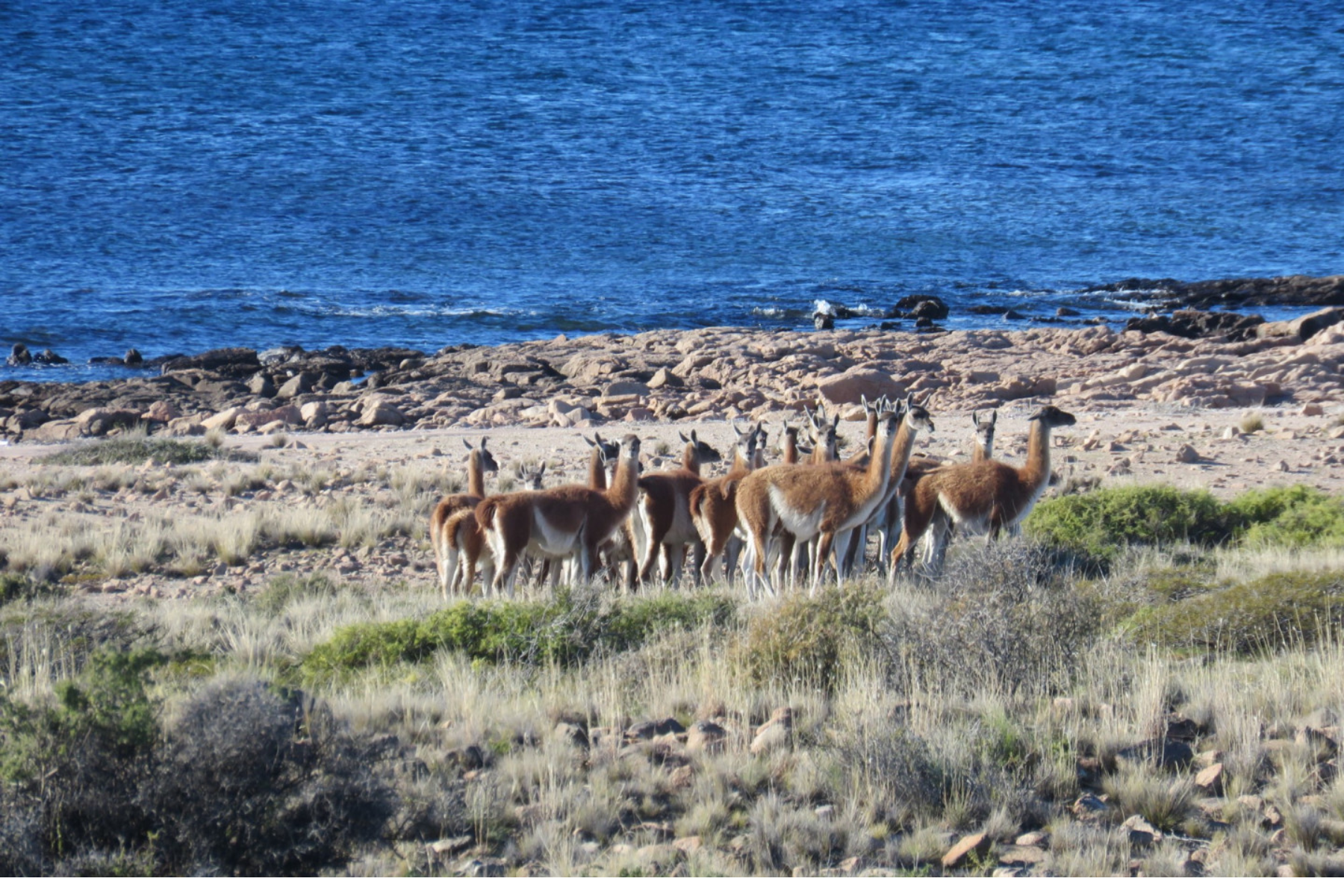 Parque Nacional Islote Lobos en Río Negro. Foto Argentina.gob.ar