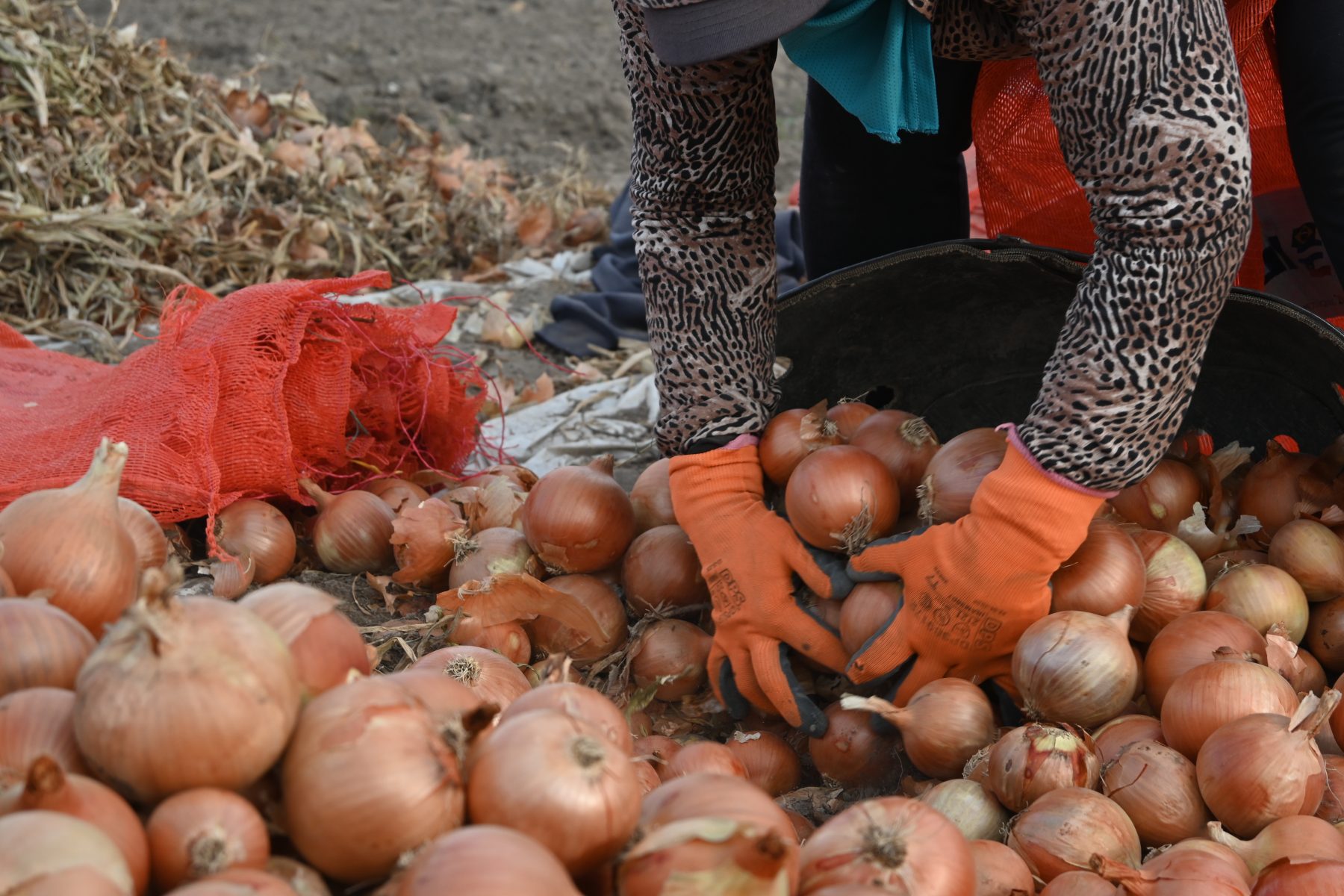 Cebollas en Río Negro.