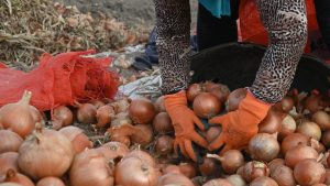 ¿Por qué la buena temporada de cebollas en Brasil es un riesgo para Río Negro?