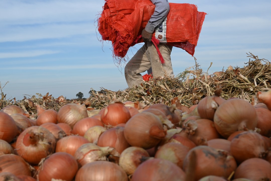 Cebollas rionegrinas: Brasil es el mayor mercado de exportación.