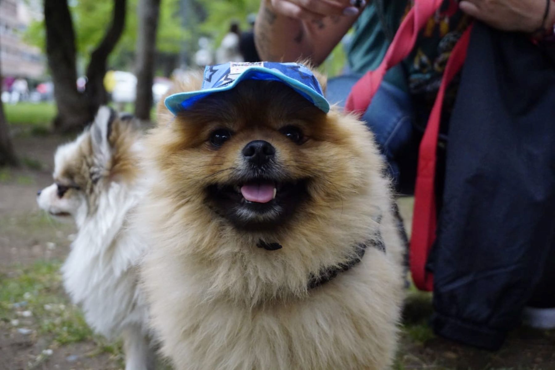 Neuquén Emprende incluye stand para informarte sobre el cuidado de las mascotas (Crédito: gentileza)